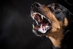 Rabies: सिस्टम की लापरवाही से देवबंद में कुत्ते बने जानलेवा