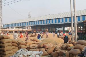 1121 धान की आवक शुरू, 4000 से ऊपर मिल रहे भाव