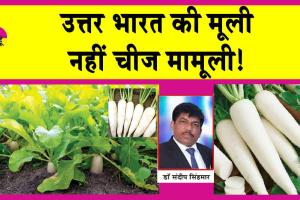 Radish Farming: ऐसे करें मूली की खेती और 50-60 दिनों में फसल तैयार, बन जाओगे मालामाल!