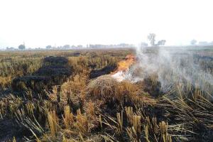Stubble Burn: पराली जलाने को लेकर केंद्र सरकार का आया बड़ा फैसला!