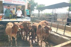 देसी गायों ने दिखाई समृद्धि की राह, दूध उत्पादों से बनाई अलग पहचान