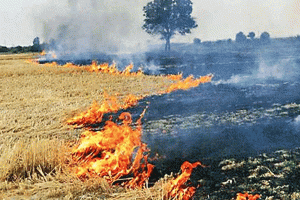 Stubble Burning Case: पराली में आग लगने की घटना के संबंध में अज्ञात के खिलाफ मुकदमा दर्ज