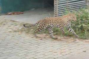 Leopard News: डीसी परिसर में तेंदुआ! प्रशिक्षुओं की छुट्टी! कर्मचारियों को घर से काम करने के आदेश!