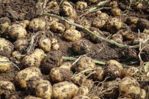 Aloo Ki Kheti: आलू की उच्च उपज के लिए वैज्ञानिक सुझाव