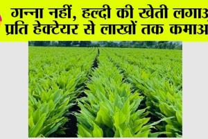 AGRICULTURE: गन्ना नहीं, हल्दी की खेती लगाओं, प्रति हेक्टेयर से लाखों तक कमाओं…