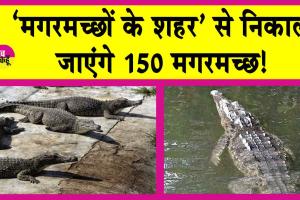 Crocodile News: ‘मगरमच्छों के शहर’ से 150 मगरमच्छ किए जाएंगे शिफ्ट