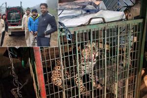 Leopard: सोहना की आशियाना सोसायटी में घुसा तेंदुआ, रेस्क्यू कर अरावली में छोड़ा