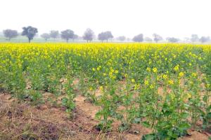 Mustard Crop: बालू रेत के टीलों पर बिखरा किसानों का सोना लहलहा रही सरसों