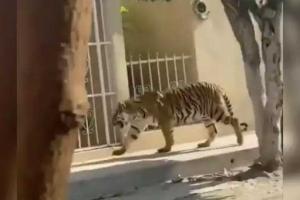 Tiger News: घर में छिपा बैठा था बाघ, देखकर उड़े होश, मचा हड़कंप