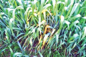 Agricultural News: गेहूं की फसल में एक गंभीर चुनौती, ऐसे कर सकते हैं बचाव