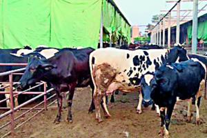 हरियाणा की गाय ने तोड़ा एशिया रिकॉर्ड