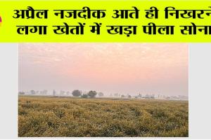 Wheat Crop: अप्रैल नजदीक आते ही निखरने लगा खेतों में खड़ा पीला सोना