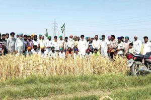 छाहड़ गांव में ओलावृष्टि से भारी तबाही, 800 एकड़ गेहूं की फसल बर्बाद, किसानों में मायूसी