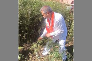 नपा चेयरमैन ने भांग के पौधे उखाड़ने के लिए चलाया अभियान