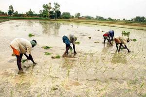 धान की किस्म पूसा 44 पर रहेगी पूरी सख्ती, बीज डीलरों की होगी चैकिंग