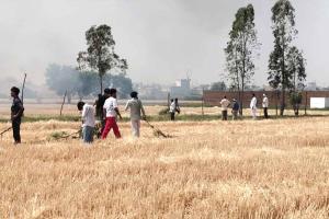 Crop Fire News: खेतों में अचानक आग लगने से 2 एकड़ में खड़े फाने व आधा एकड़ गेहूं की फसल जली