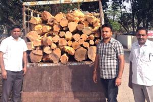 Khizrabad: नेशनल पार्क व वन्य प्राणी विहार डारपुर से काटी खैर से लदी गाड़ी के भागने के प्रयास को फारेस्ट स्टाफ ने किया विफल