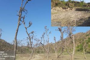 Khizrabad: कांसली, कहने को रिर्जव फारेस्ट, पेड़ों से टहनियां व पत्तियां दी गई है नोच, एंट्री प्वायंट पर ही उजाड़ नजर आता है जंगल