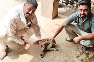 Welfare Work: बेजुबान का सहारा बने डेरा अनुयायी, घायल बंदर का किया इलाज