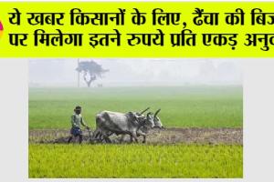 Kisan News: ये खबर किसानों के लिए, ढैंचा की बिजाई पर मिलेगा इतने रुपये प्रति एकड़ अनुदान