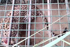 Leopard: आईएमटी क्षेत्र में तेंदुआ आया पकड़ में