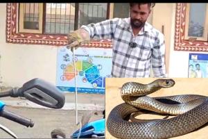 Snake: खड़ी स्कूटी में निकला जहरीला सांप