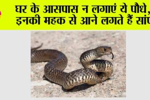 Snake: गर्मी में इन पौधों से बन सकता है साँपों का बसेरा, जाने अनजाने घर को न बनाएं नागों का अड्डा