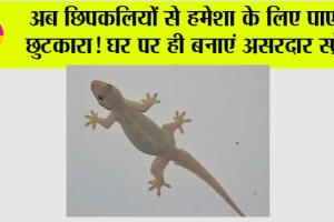 Chipkali Bhagane ke Upay: अब छिपकलियों से हमेशा के लिए पाएं छुटकारा! घर पर ही बनाएं असरदार स्प्रे