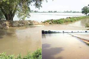 एक हजार एकड़ धान व मक्की की फसल बर्बाद