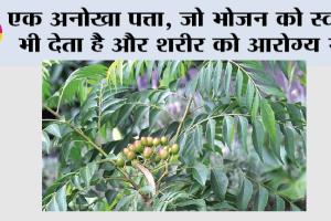 Health Tips: एक अनोखा पत्ता, जो भोजन को स्वाद भी देता है और शरीर को आरोग्य भी