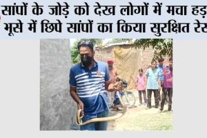 Snake: सांपों के जोड़े को देख लोगों में मचा हड़कंप भूसे में छिपे सांपों का किया सुरक्षित रेस्क्यू
