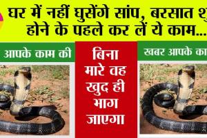 Snake: घर में नहीं घुसेंगे सांप, बरसात शुरू होने के पहले कर लें ये काम…
