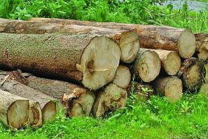 मीरापुर में अवैध लकड़ी की आढ़तें बनीं पर्यावरण व वन विभाग के लिए संकट