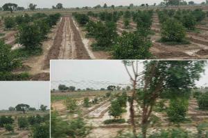 Heavy Rain: उकलाना में तेज बरसात ने किसानों की मुश्किलों को किया दूर व जमकर बरसे बदरा