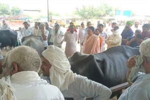 Pashu Mela: उकलाना के बुढ़ाखेड़ा गांव में सीएम फ्लाइंग की बड़ी कार्रवाई