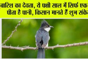 Weather: बारिश का देवता, ये पक्षी साल में सिर्फ एक बार पीता है पानी, किसान मानते हैं शुभ संकेत