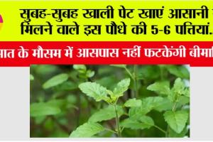 Health Tips: सुबह-सुबह खाली पेट खाएं आसानी से मिलने वाले इस पौधे की 5-6 पत्तियां, आसपास नहीं फटकेंगी बीमारियां