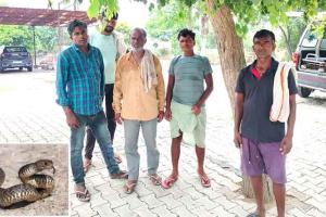 Snake Bites: धान लगाने आये प्रवासी मजदुर को सोते समय सांप ने काटा, तीन घंटे बाद मौत