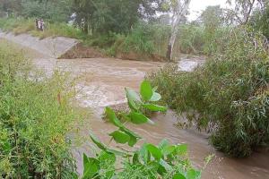 ड्रेन टूटने से 200 एकड़ से अधिक फसल जलमग्न