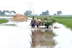 पोंग बांध से छोड़ा पानी, टांडा क्षेत्र के कई गांव जलमग्न