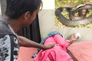 Snake Bites: सोते समय महिला के हाथ में सांप ने काटा, भर्ती