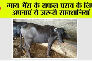 Kisan News: गाय-भैंस के सफल प्रसव के लिए अपनाएं ये जरूरी सावधानियां