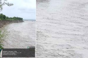 Yamuna River: यमुना नदी के उफान पर आने से कलेसर रेंज के प्रोटेक्टड फारेस्ट मांडेवाला में 10 एकड़ से अधिक जंगल पानी में बह गया