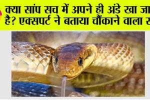 Snake News: क्या सांप सच में अपने ही अंडे खा जाता है? एक्सपर्ट ने बताया चौंकाने वाला सच