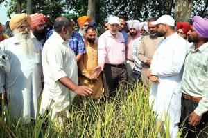 बौना वायरस व हल्दी रोग से हुए धान के नुक्सान का होगा विशेष सर्वेक्षण: डॉ. सिंह