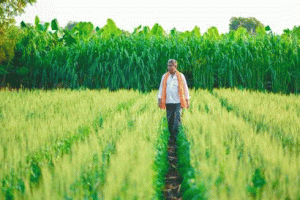 Kisan News: सरकार ने किसानों को दी राहत, धान पर बढ़ाई एमएसपी, इस दिन से शुरू होगी धान की खरीद
