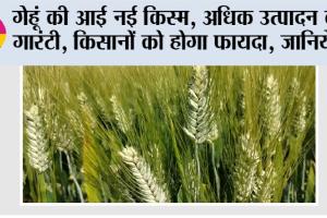 New Wheat Variety: गेहूं की आई नई किस्म, अधिक उत्पादन की गारंटी, किसानों को होगा फायदा, जानिये…