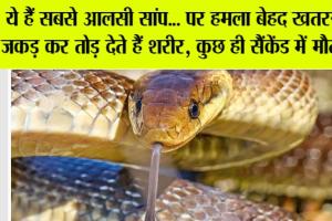 Snake News: आलसी लेकिन जानलेवा सांप, शांति के पीछे छुपा खतरा