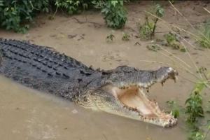 Crocodile News: नदी के किनारे बसे गांवों में घुस आए मगरमच्छ, वन विभाग ने जारी की चेतावनी