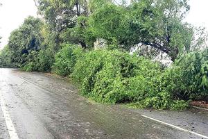 Heavy Rain: तेज बारिश व आंधी से बिछी धान की फसलें, पेड़ टूटकर सड़कों पर बिखरे